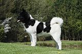 AKITA AMERICAIN 434